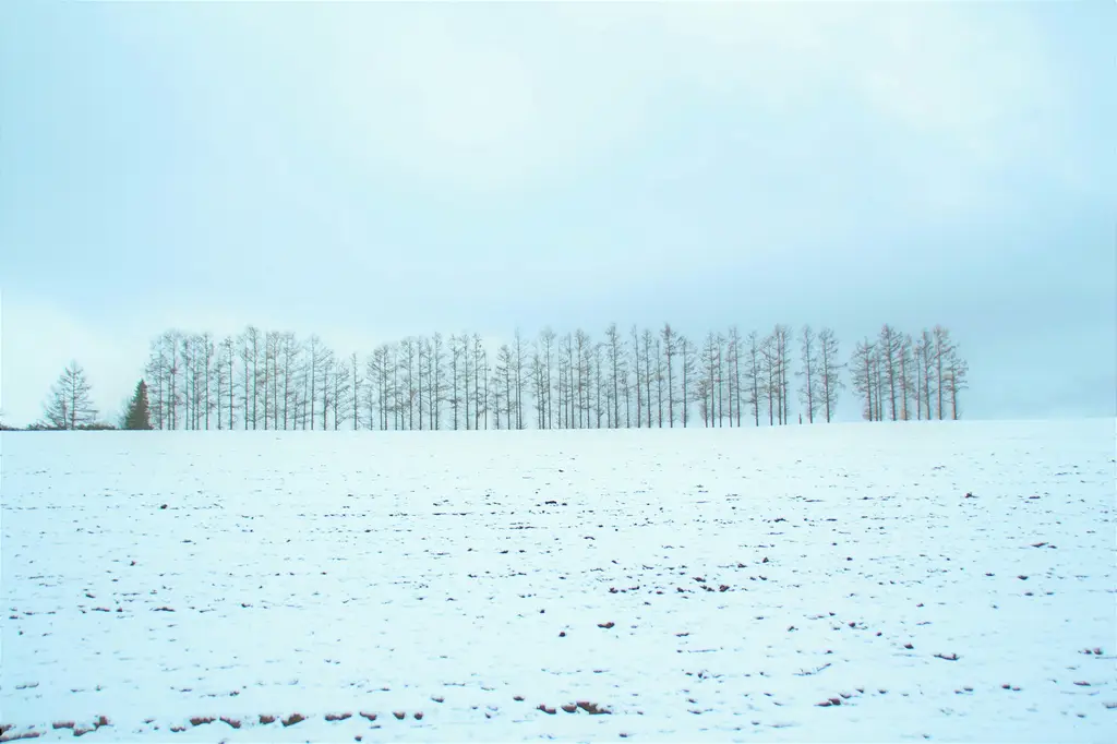 北海道特產：絕妙滋味，直送台灣