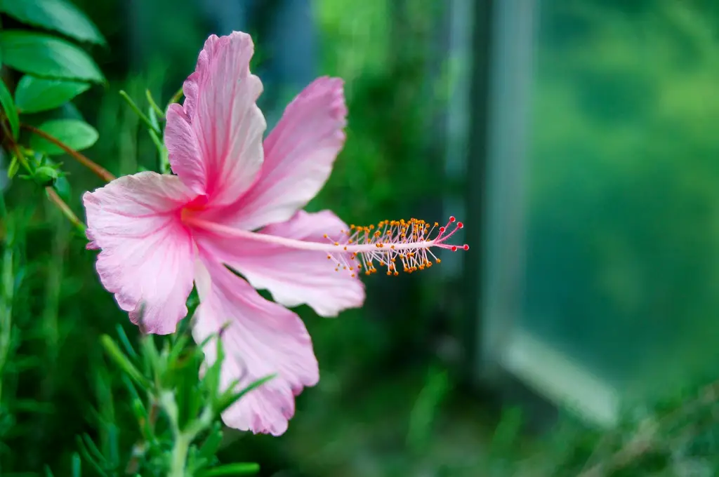 小樽：北海道浪漫之都漫遊指南