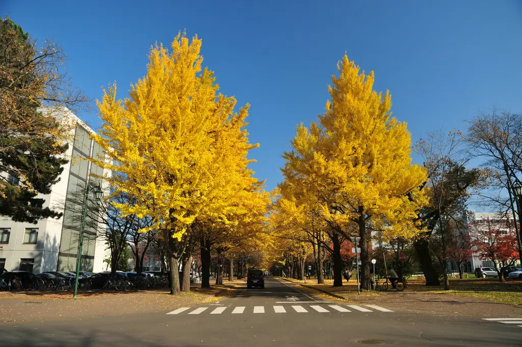 小樽旅遊攻略:漫步在北海道的懷舊小鎮